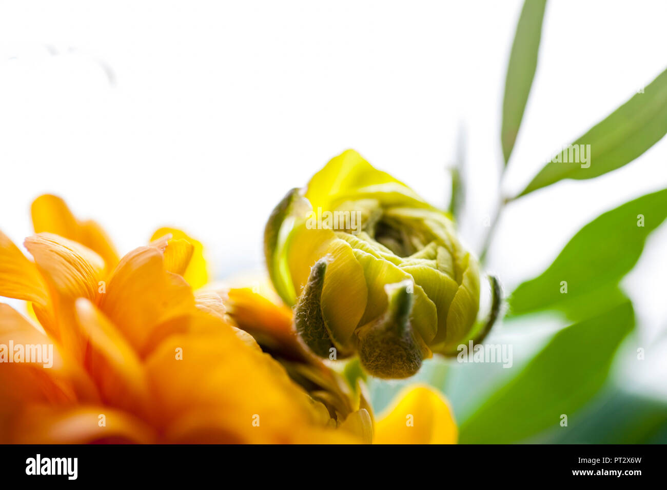 Orange colours hi-res stock photography and images - Alamy