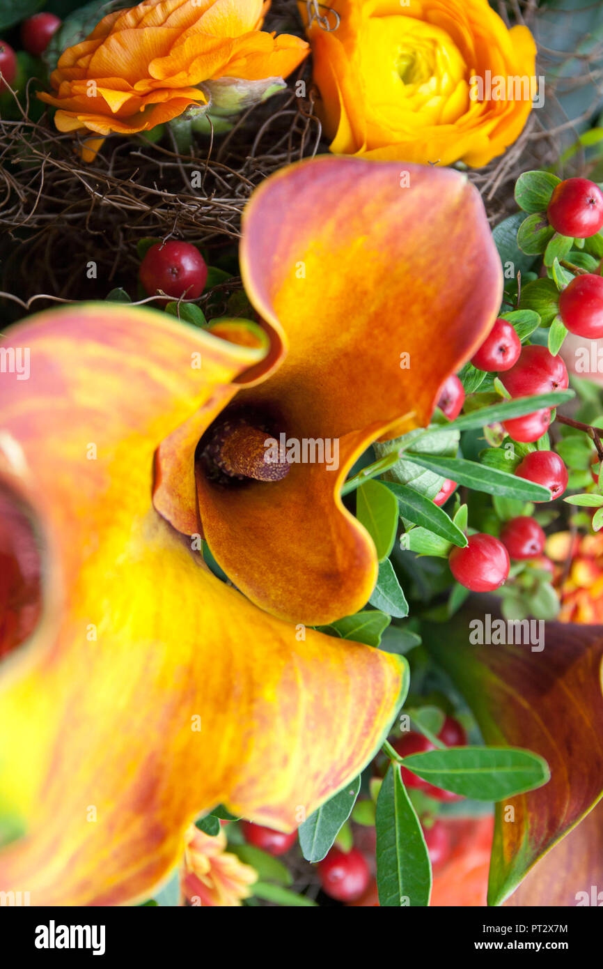 Autumnal flowers, calla and ranunculus in warm orange colours Stock Photo