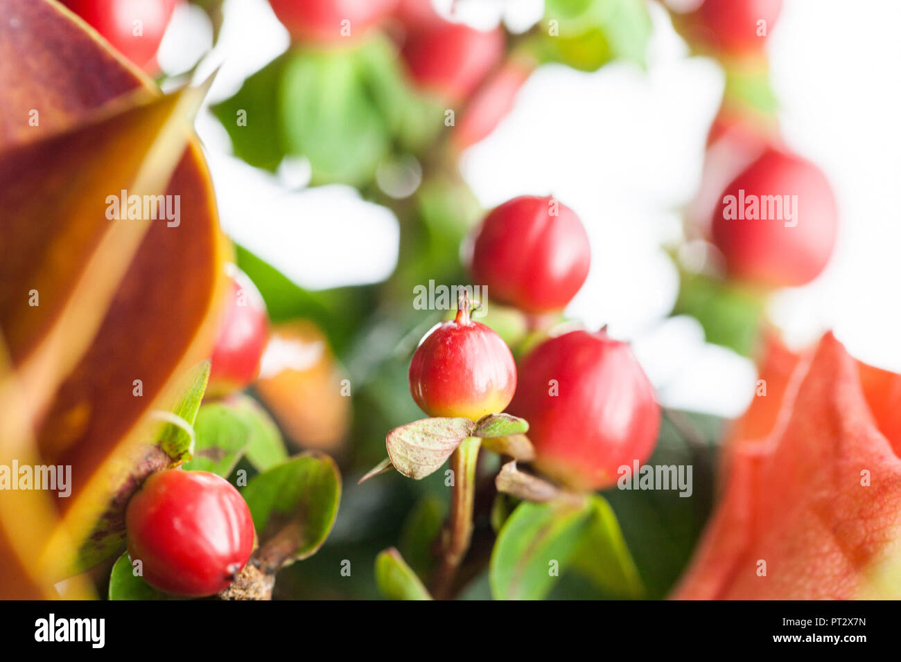 Autumnal flowers and berries in warm red and orange colours. Stock Photo