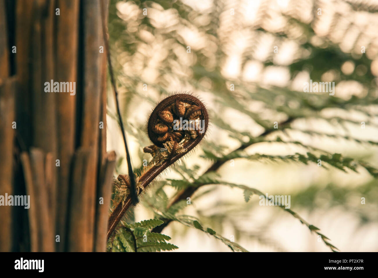 Curled up close up of a fern hi-res stock photography and images - Alamy