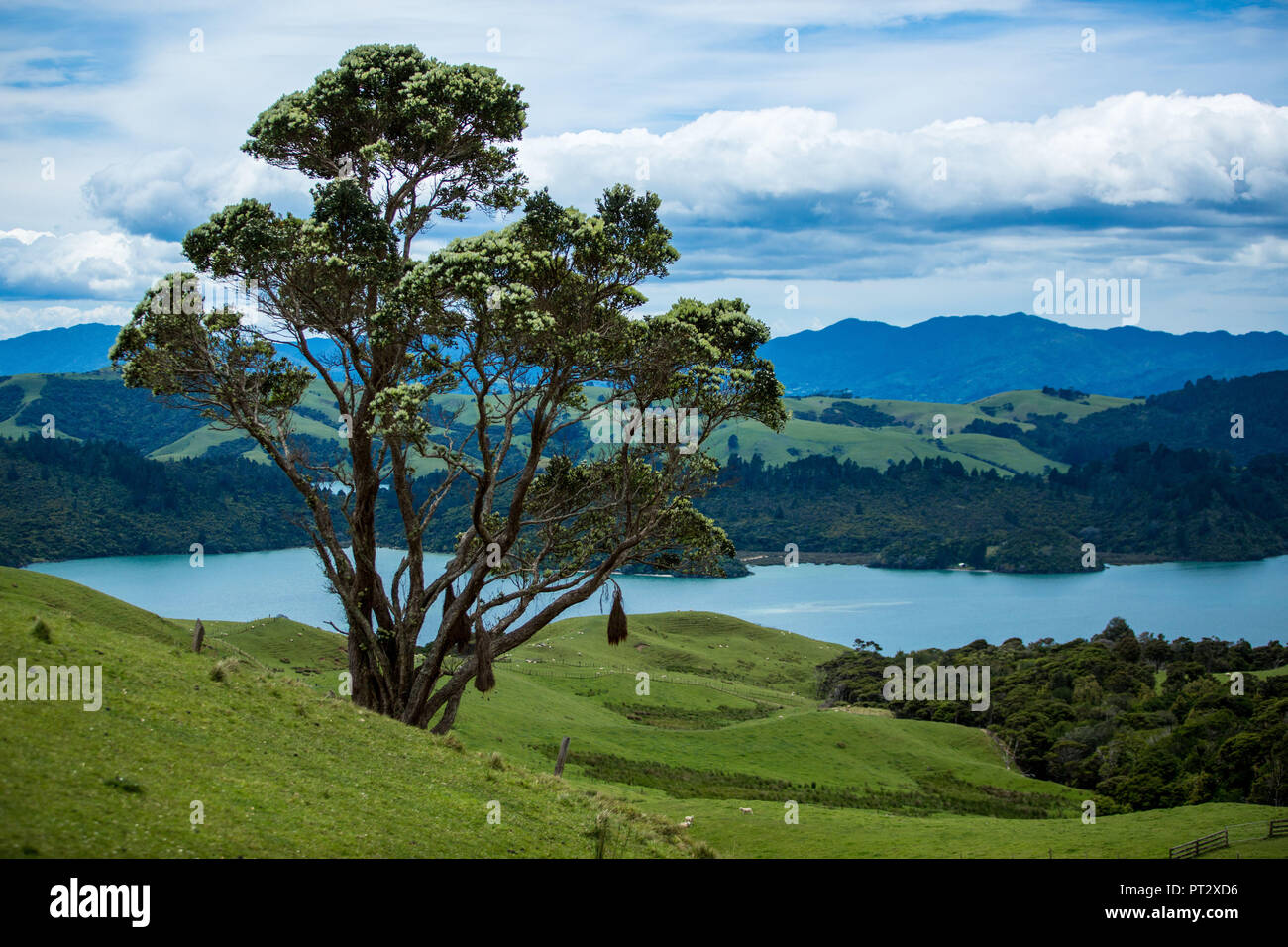New Zealand, North Island, Tapu, Landscape, Tree, Stock Photo