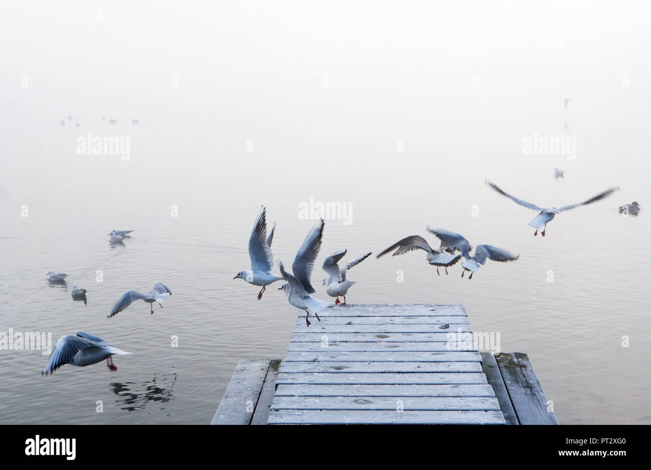 Upper Austria, Salzkammergut, Mondsee, morning mist, gulls, jetty, shore, Stock Photo