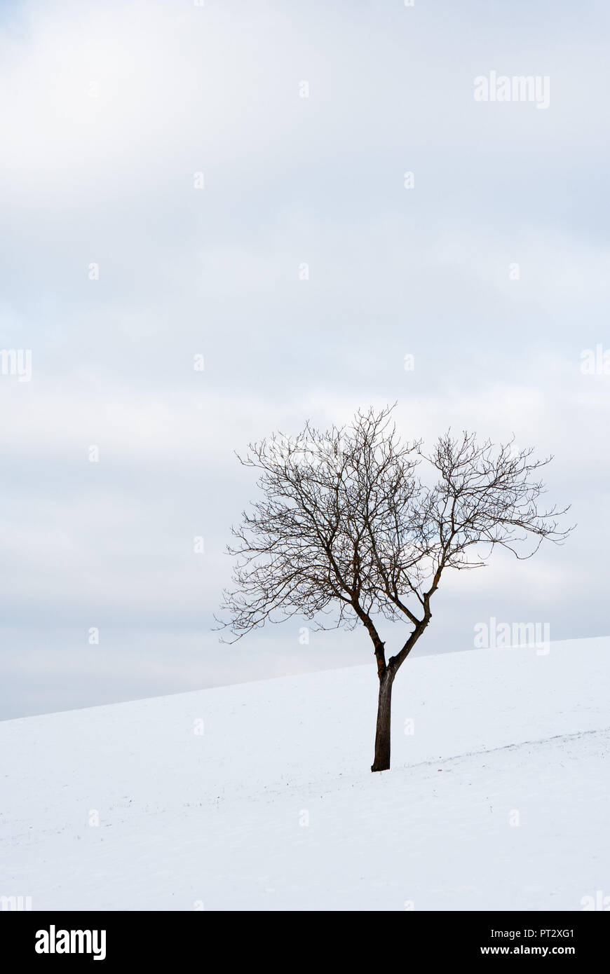 Austria, Upper Austria, Mühlviertel, Bad Kreuzen, bare fruit tree in winter, Stock Photo