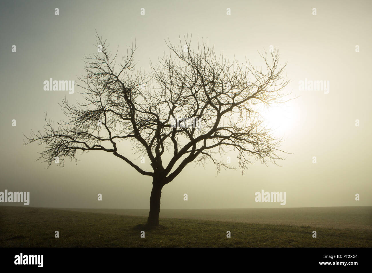 Austria, Upper Austria, Salzkammergut, Mondsee, bare tree in the morning mist Stock Photo