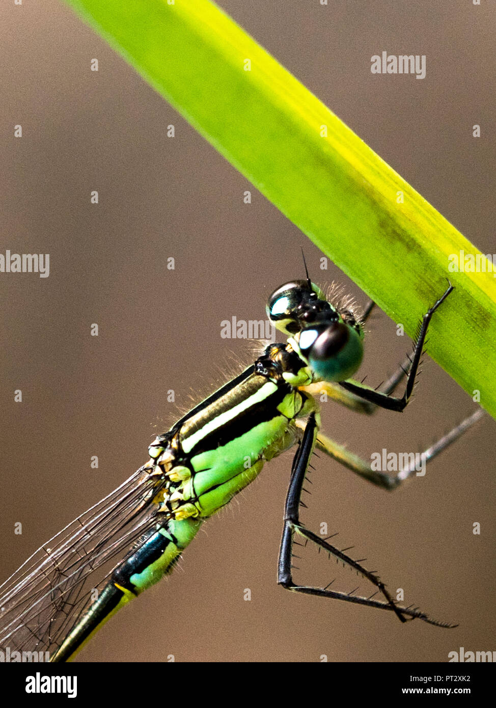 Damselfly detail hi-res stock photography and images - Alamy