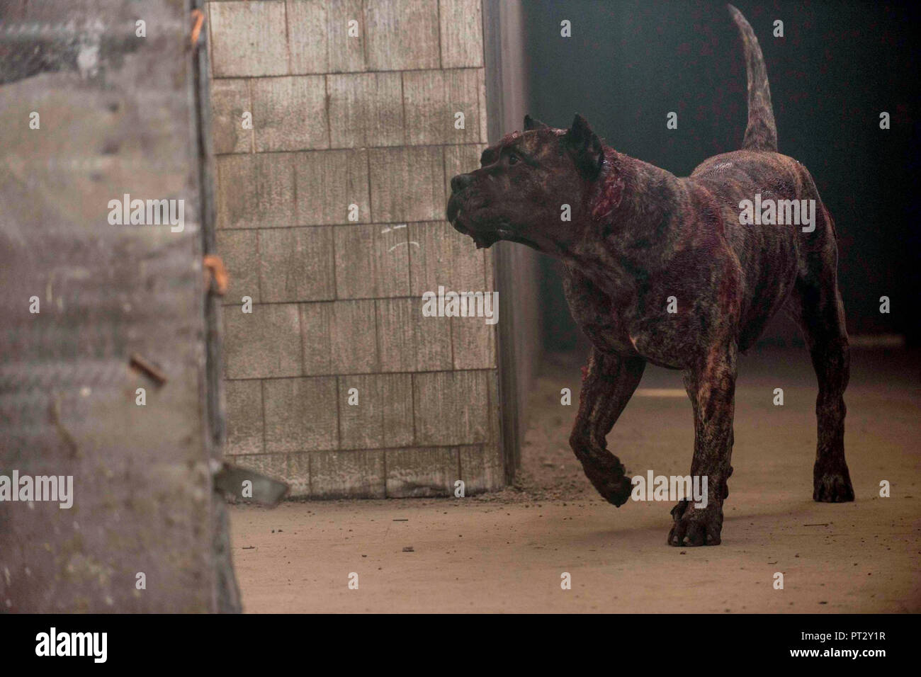 Cinema Chien Dog Stock Photos Cinema Chien Dog Stock