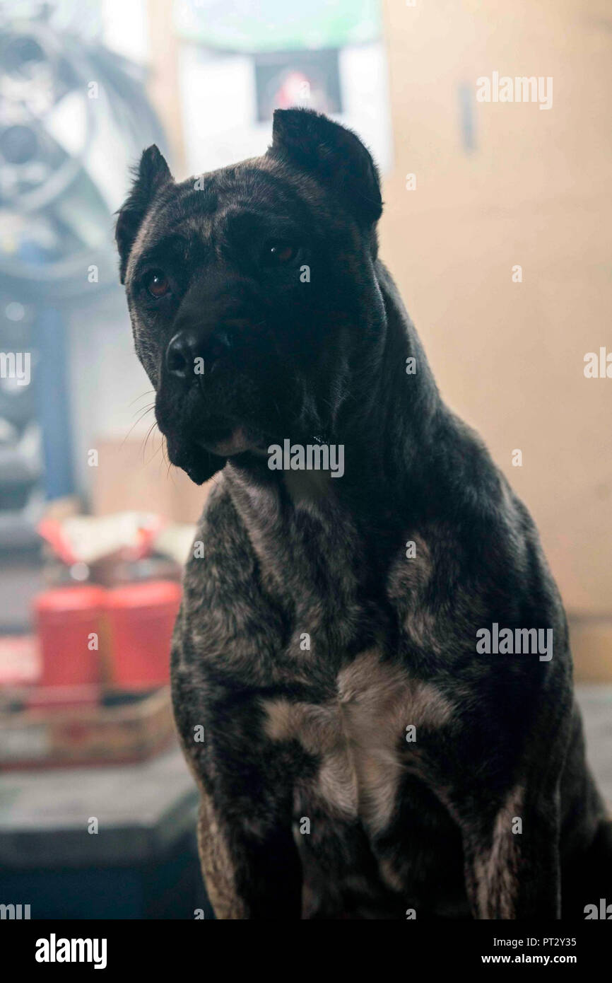 Cinema Chien Dog Stock Photos Cinema Chien Dog Stock