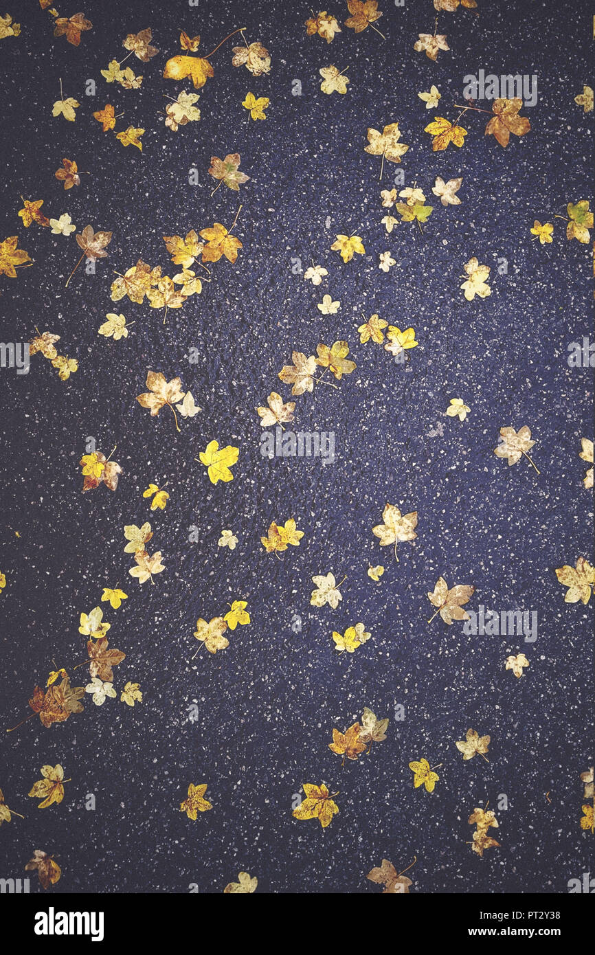 Yellow autumn leaves hi-res stock photography and images - Alamy
