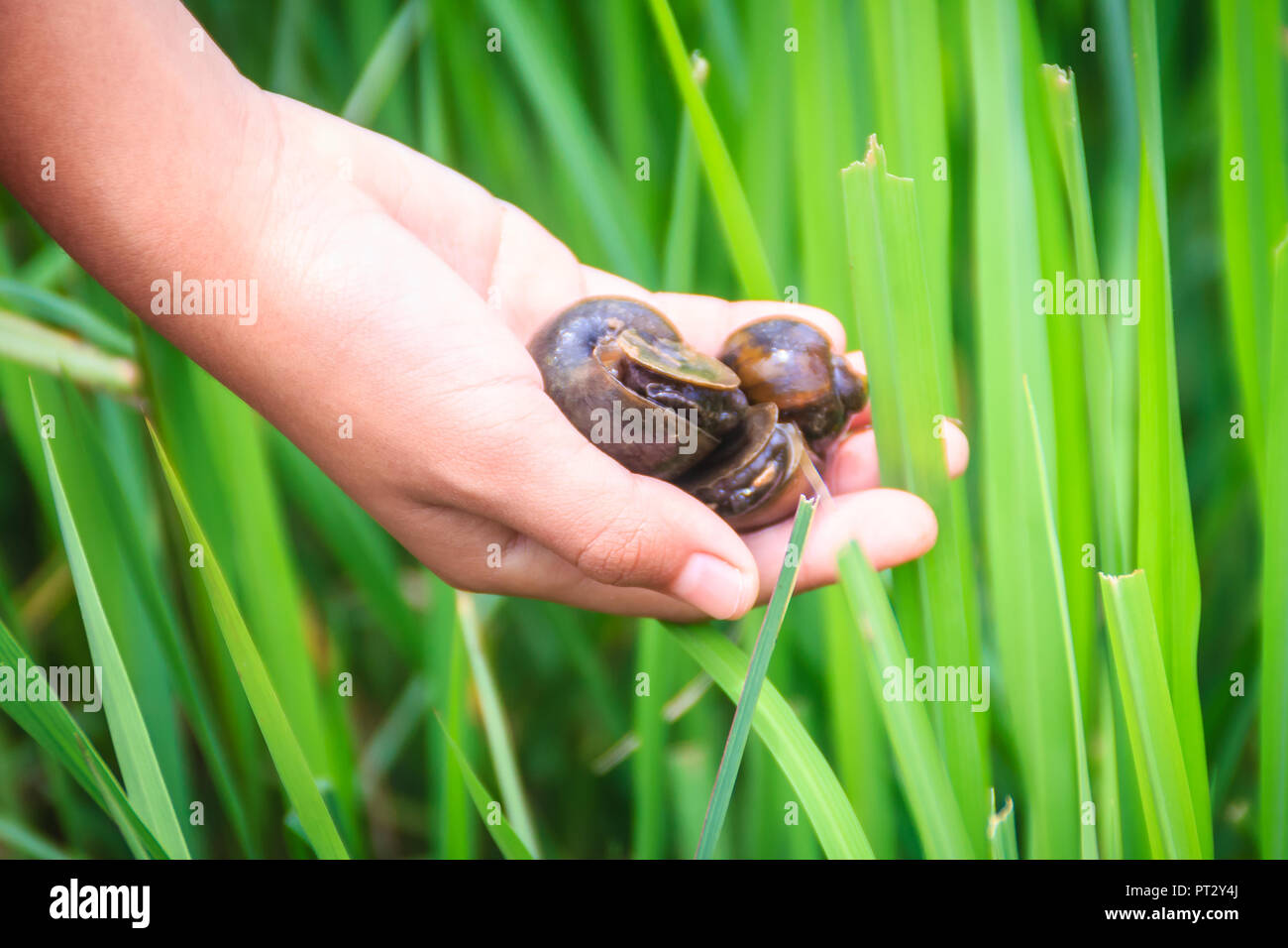 Golden applesnail or Channeled applesnail (Pomacea canaliculata) is picked by hand with the green rice field background. It is alien freshwater mollus Stock Photo
