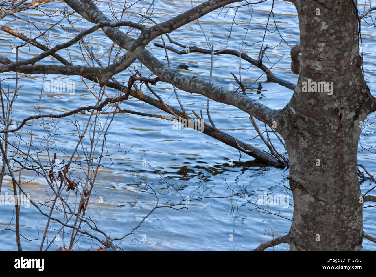 Wintery tree at a lake shore Stock Photo