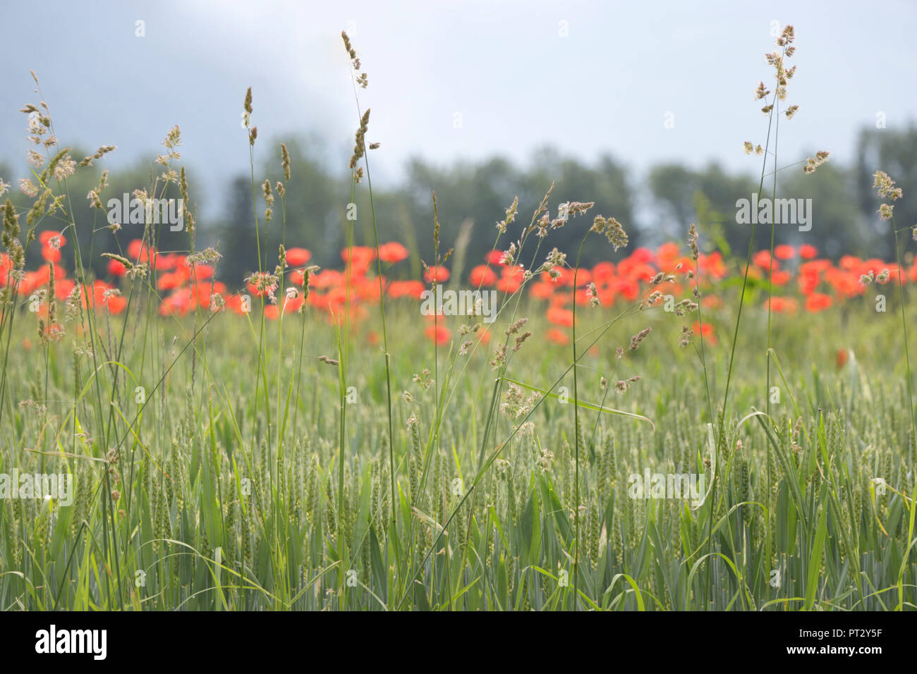 Green wheat field with poppies Stock Photo Alamy