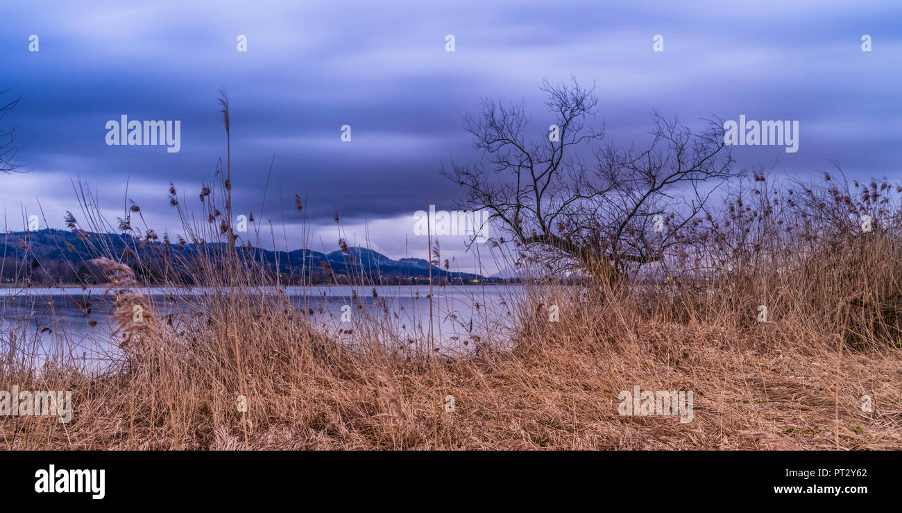 Dry reed in the nature reserve at the Pfäffikersee in the canton of Zurich Stock Photo