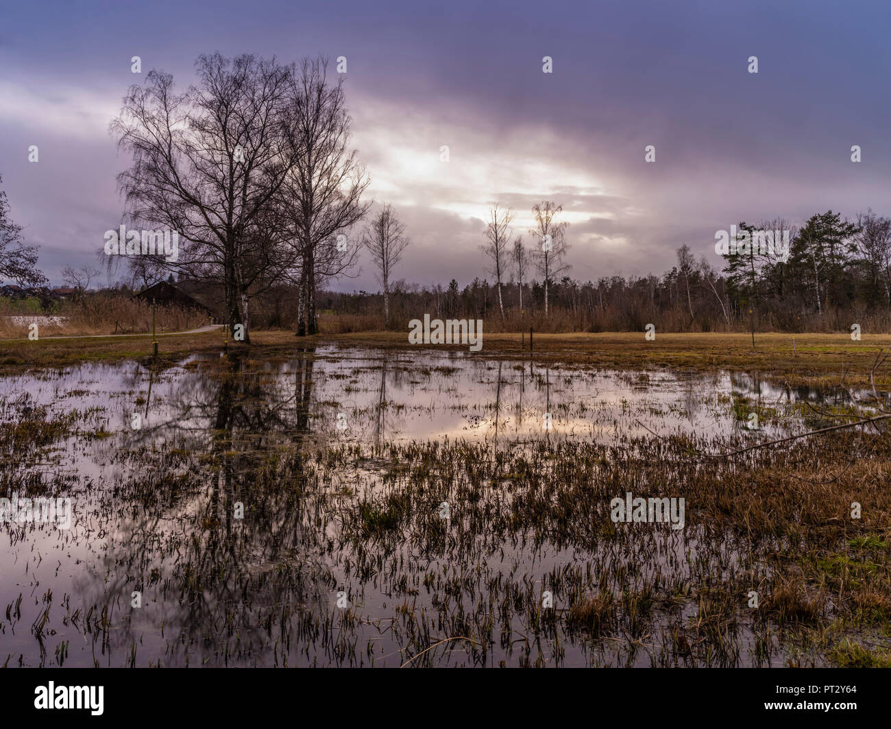 Swampy nature reserve at the Pfäffikersee in the canton of Zurich Stock Photo