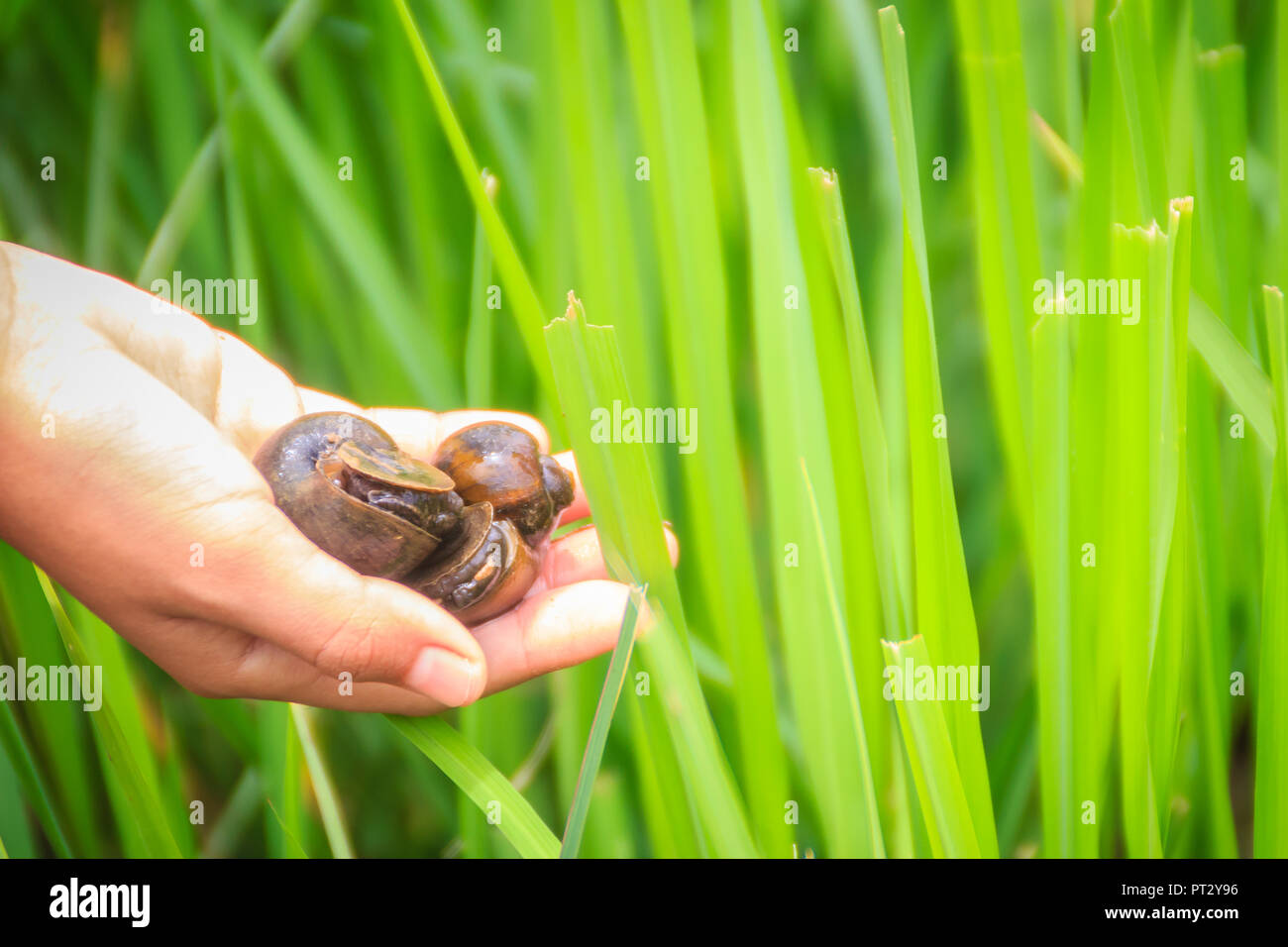 Golden applesnail or Channeled applesnail (Pomacea canaliculata) is picked by hand with the green rice field background. It is alien freshwater mollus Stock Photo
