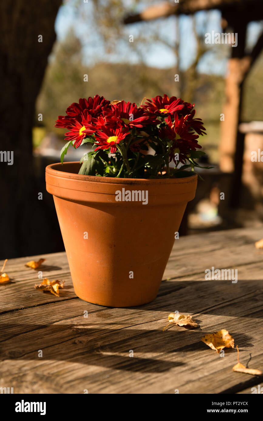 Beer Garden Table Decoration Flower Pot With Red Chrysanthemums