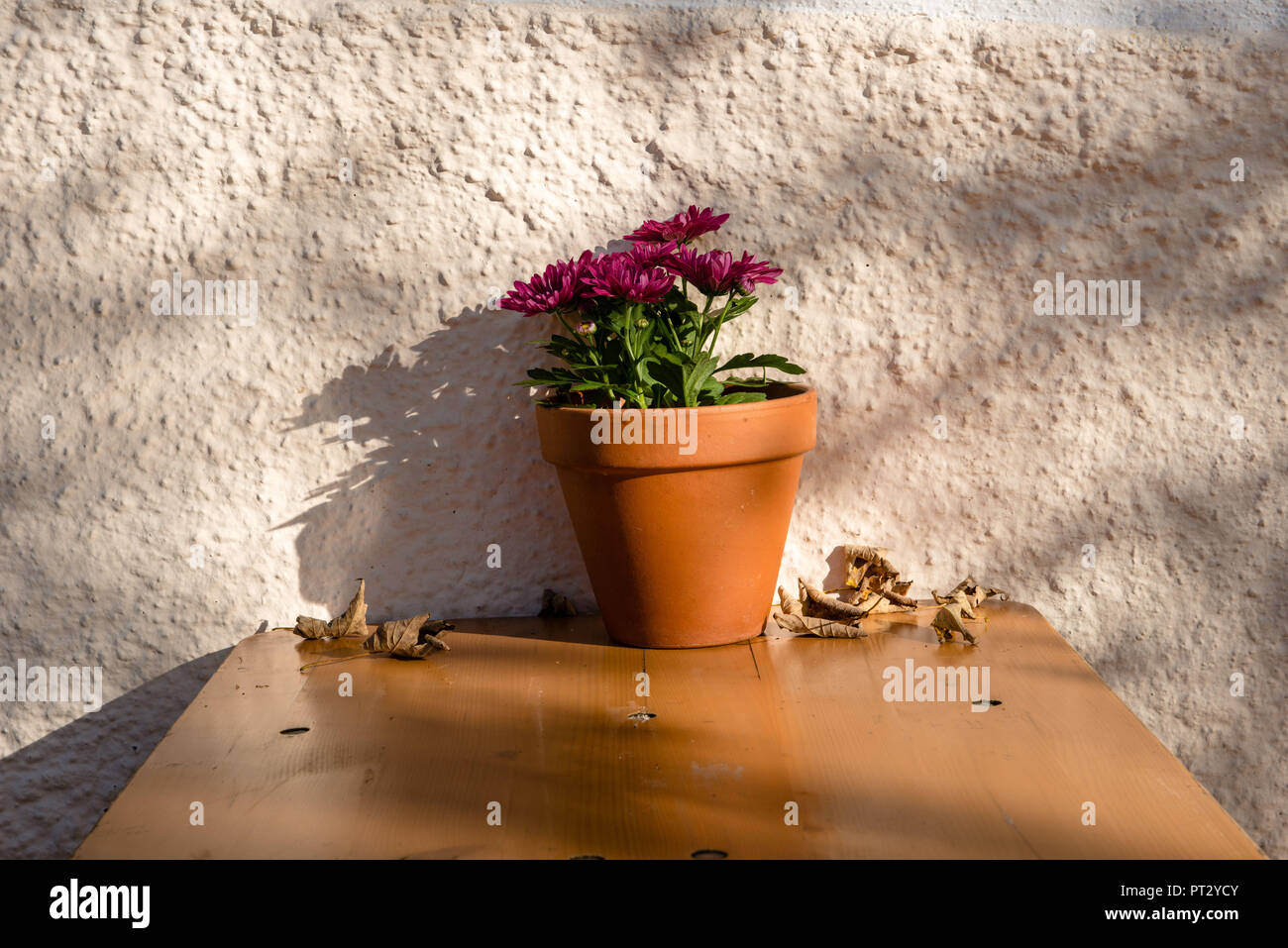 Beer Garden Table Decoration Flower Pot With Red Chrysanthemums