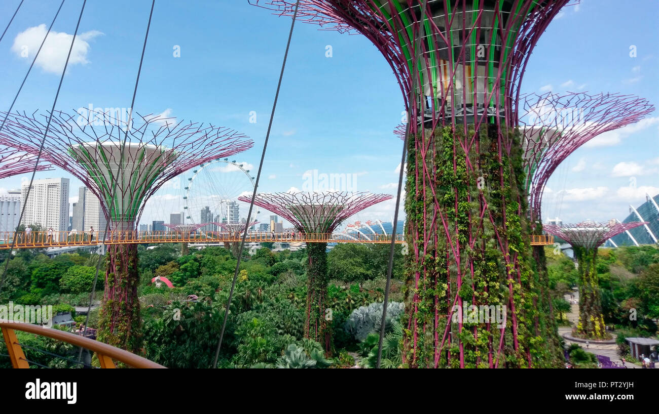 Supertree Grove in the 'Gardens by the Bay' in Singapore in front of city scenery and ferris wheel Stock Photo