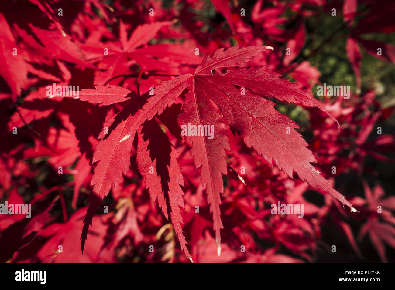 Leaves of a red maple (Acer rubrum), Sapindaceae Stock Photo