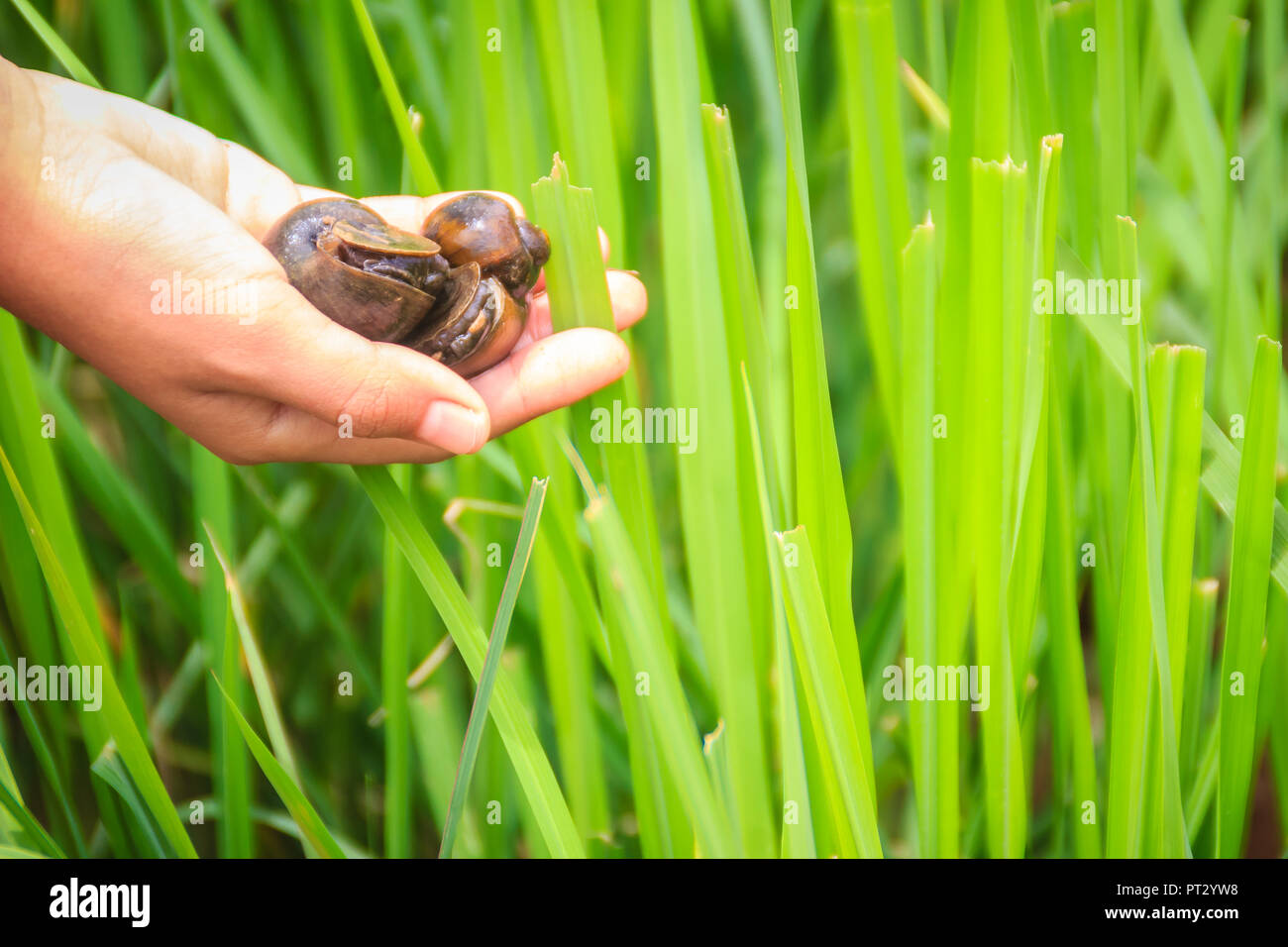 Golden applesnail or Channeled applesnail (Pomacea canaliculata) is picked by hand with the green rice field background. It is alien freshwater mollus Stock Photo