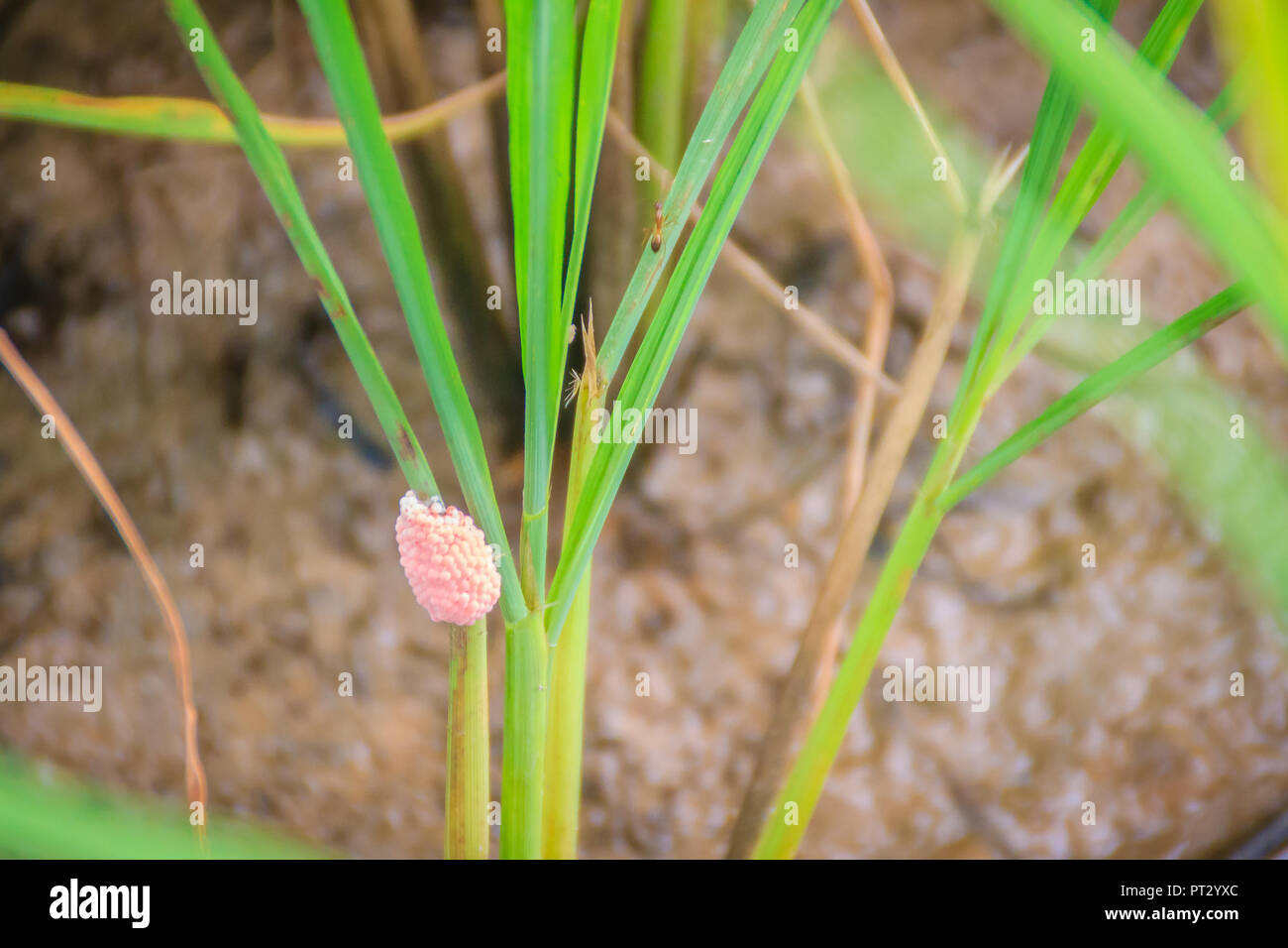 Pink eggs of Golden applesnail or Channeled applesnail on rice tree in the rice field. It is increasing and spread in almost all areas of Thailand. It Stock Photo