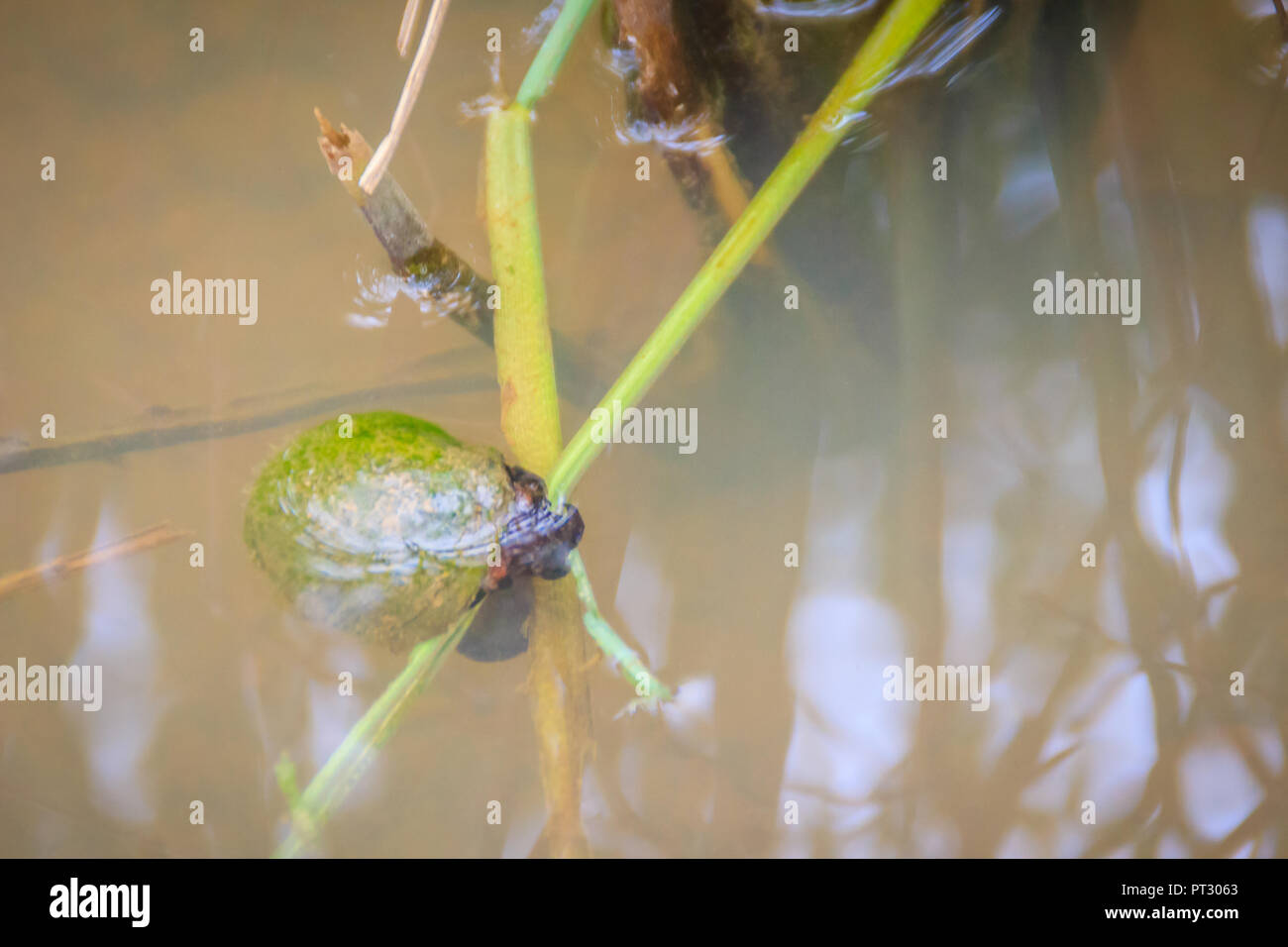 Golden Applesnail Or Channeled Applesnail Pomacea Canaliculata Is Eating Rice Trees It Is Alien Freshwater Mollusk That Is A Major Rice Enemy Stock Photo Alamy