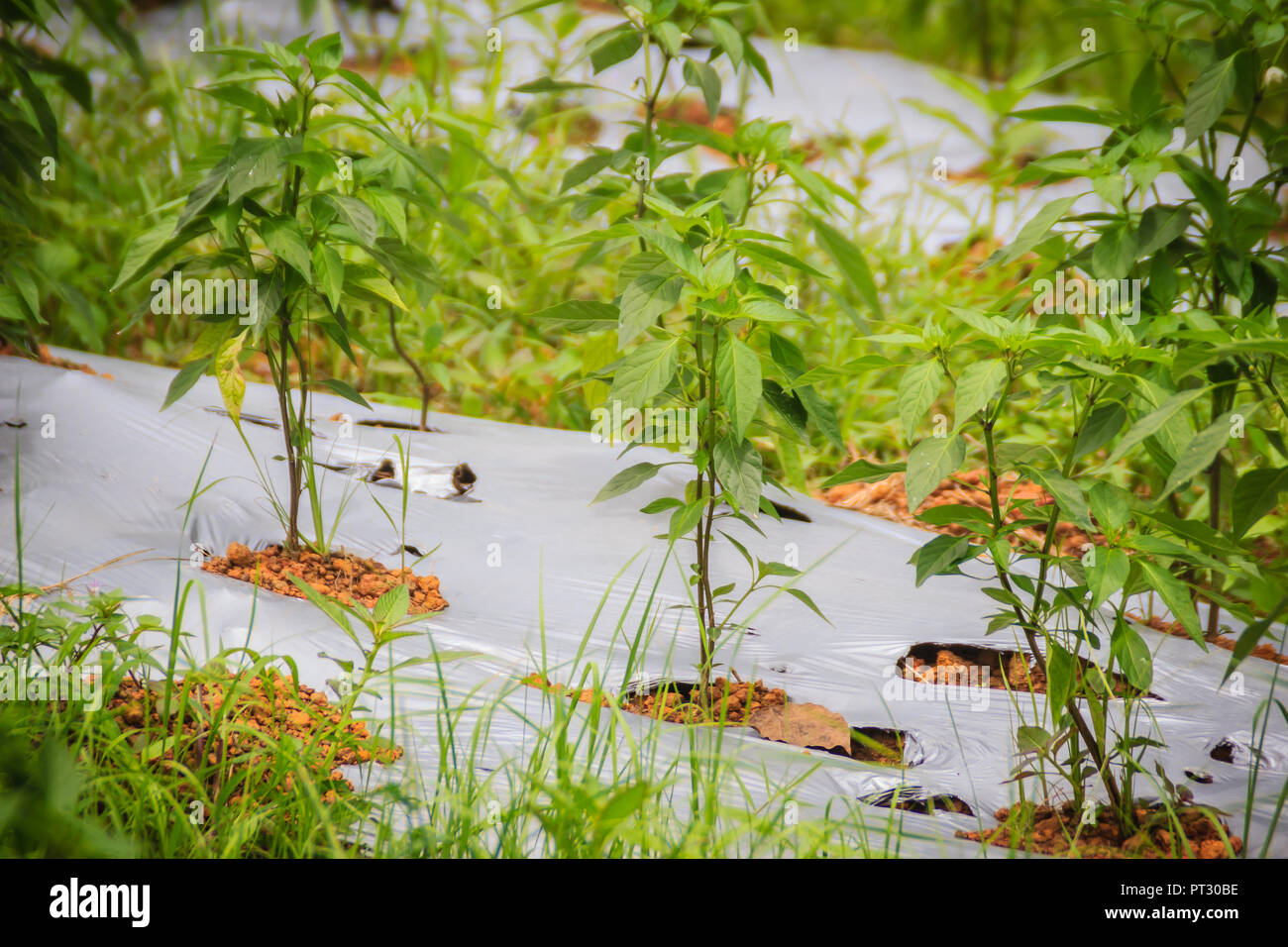 Organic chili planting on plastic sheet's holes to keep the weeds from