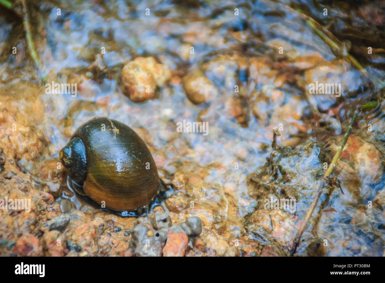 Page 3 Freshwater Mollusk High Resolution Stock Photography And Images Alamy Page 3 Freshwater Mollusk High Resolution Stock Photography And Images Alamy