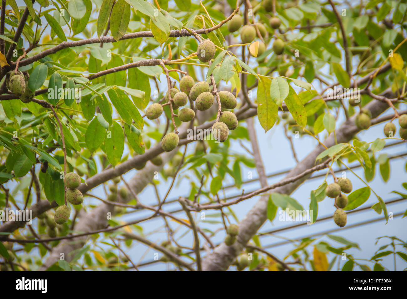 Organic green hog plum (Spondias pinnata) fruits on tree. Spondias pinnata is found in lowlands and hill forests of Southeast Asia. Stock Photo