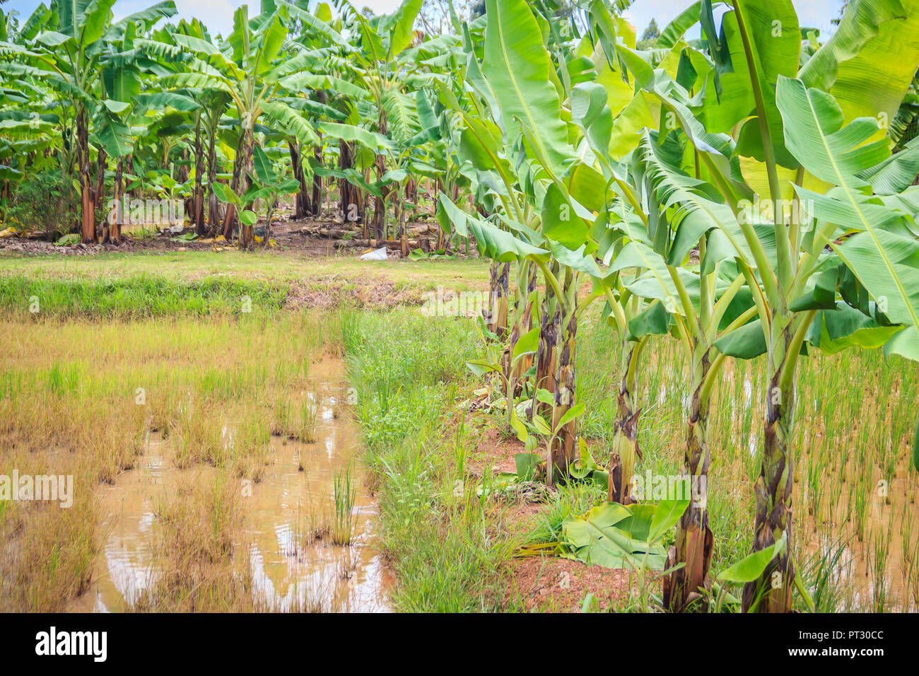 Mixed farming by planting banana trees in rice fields is agricultural  system in which a farmer conducts different agricultural practice together  two o Stock Photo - Alamy