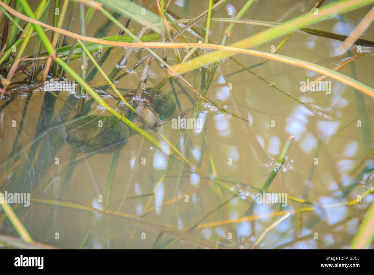Golden Applesnail Or Channeled Applesnail Pomacea Canaliculata Is Eating Rice Trees It Is Alien Freshwater Mollusk That Is A Major Rice Enemy Stock Photo Alamy