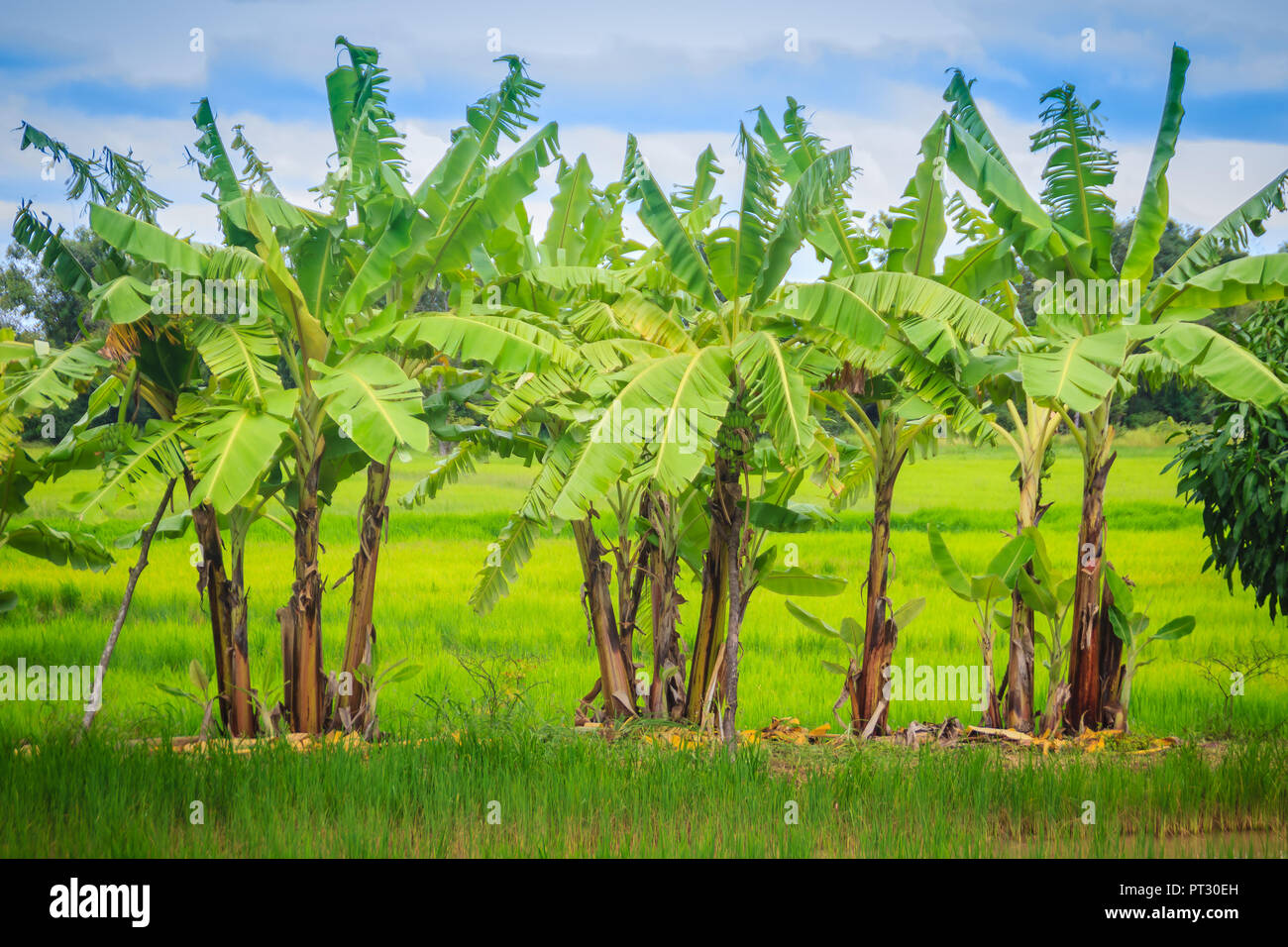 Mixed farming by planting banana trees in rice fields is agricultural
