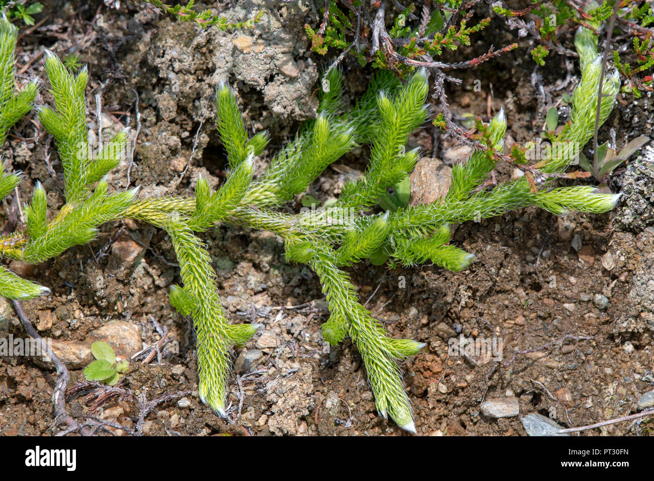Lycopodium squarrosum (Lycopodium clavatum), Pillberg, Tyrol, Austria Stock Photo