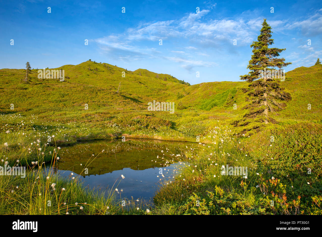 Pond with cotton grass at the Kleiner Gamsstein, Tux Prealps, Tyrol, Austria Stock Photo