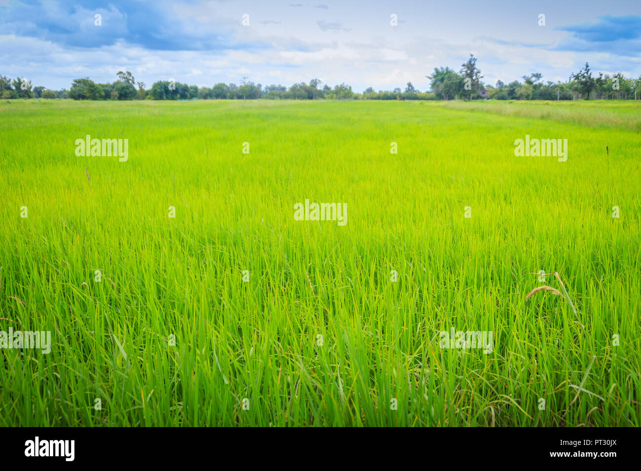 Leaves of the green rice tree background in the organic rice fields during  the farming season Stock Photo - Alamy
