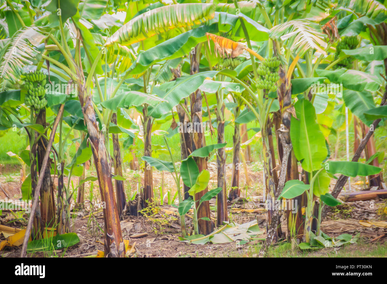 Organic green forest of banana trees with bunch of young green banana ...
