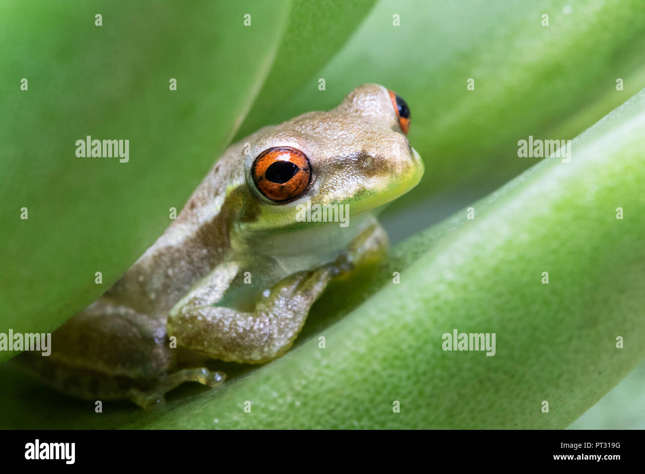 A small tree frog sitting on a succulent leaf Stock Photo