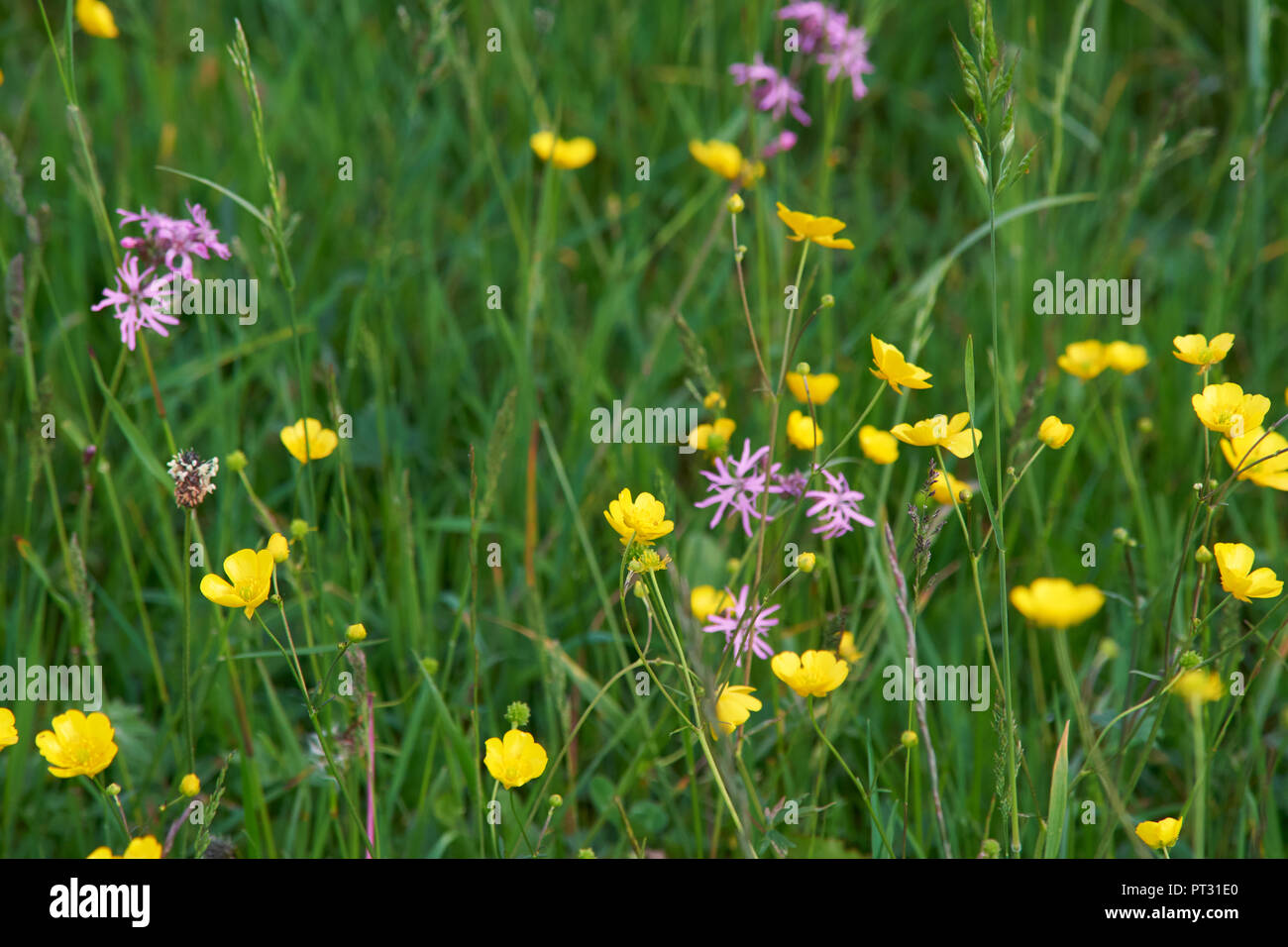 Creeping Crowfoot - Ranunculus Repens - In Spring Meadow Stock Photo