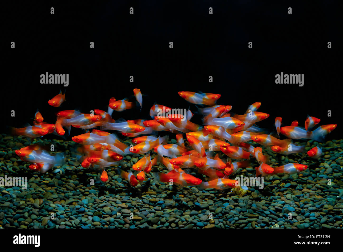 xiphophorus helleri fish in the aquarium Stock Photo