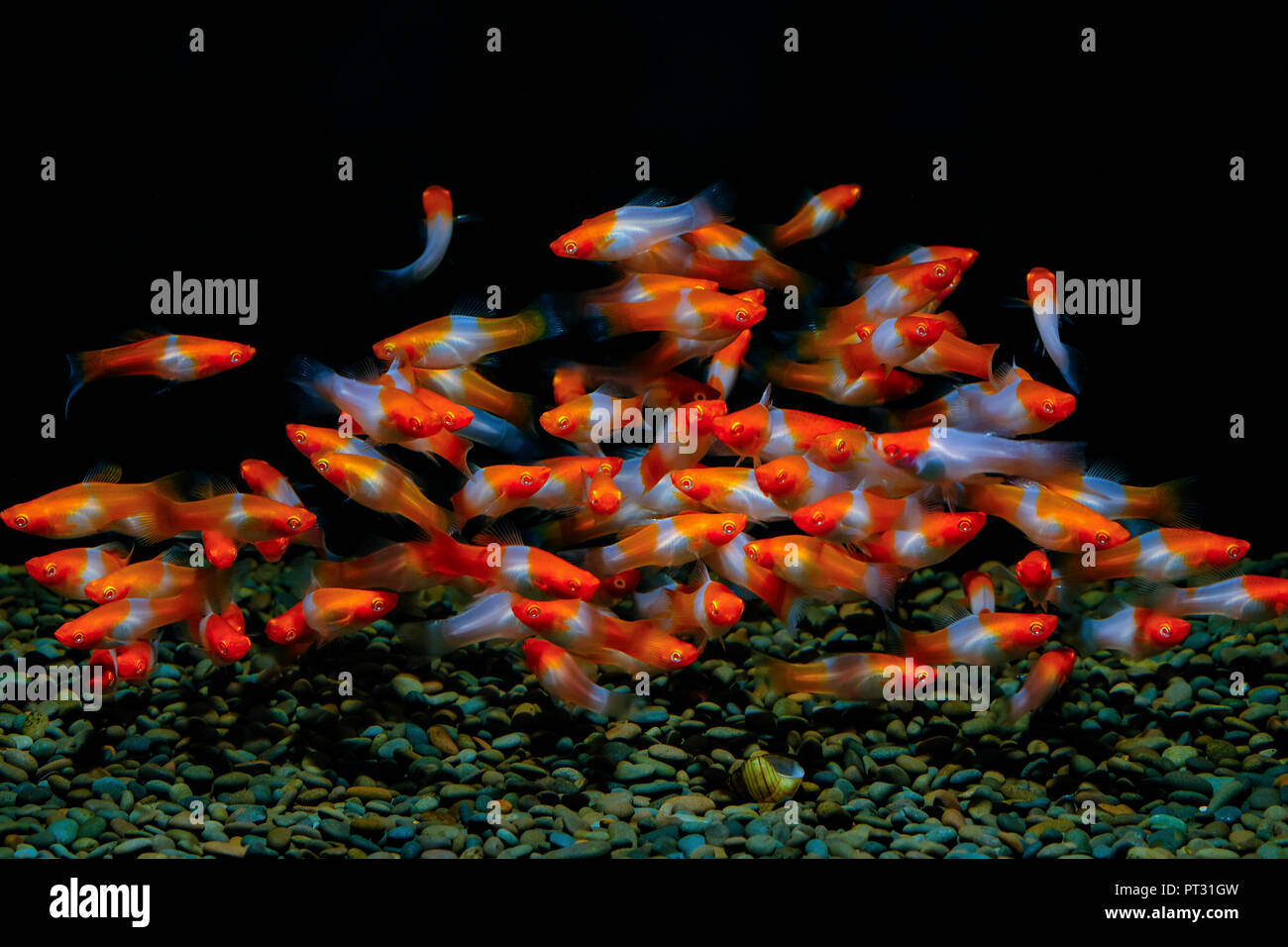 xiphophorus helleri fish in the aquarium Stock Photo