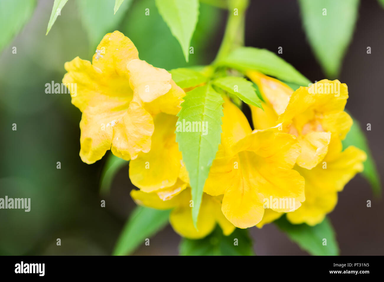Yellow Trumpet Flower Stock Photo