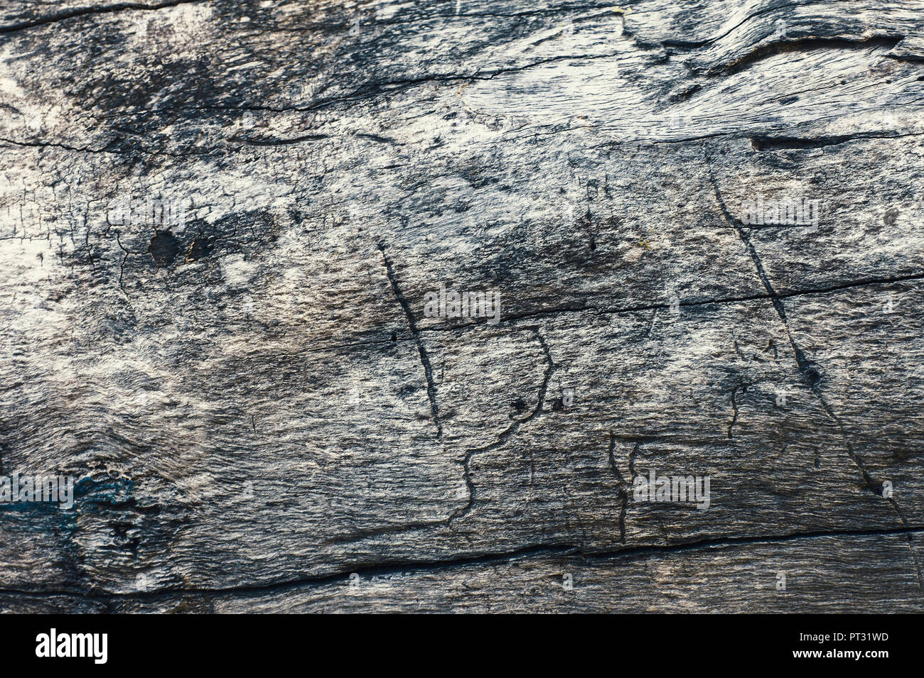 Tree trunk pattern Detail of high quality brown wood bark texture ...