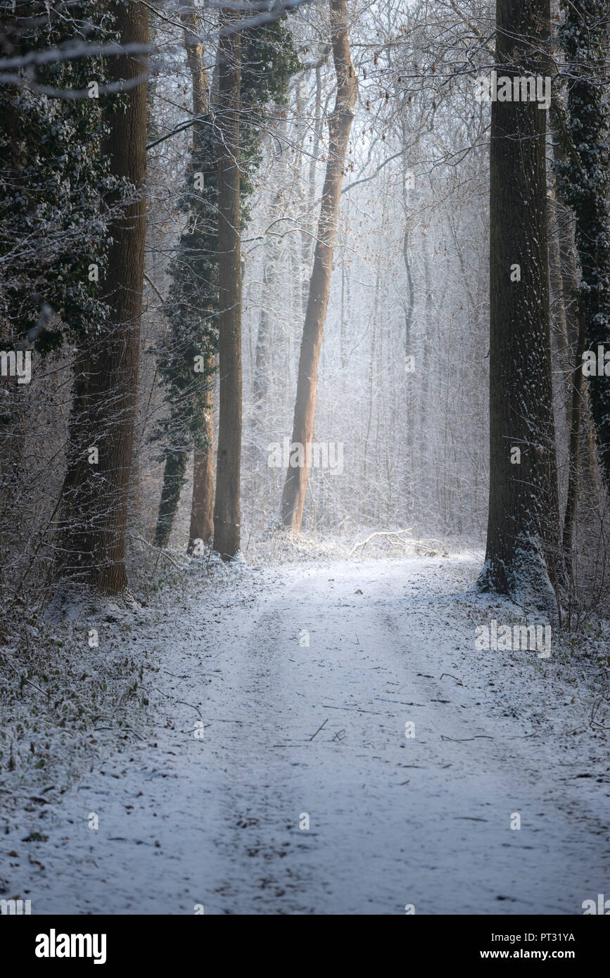 Remnant forest hi-res stock photography and images - Alamy