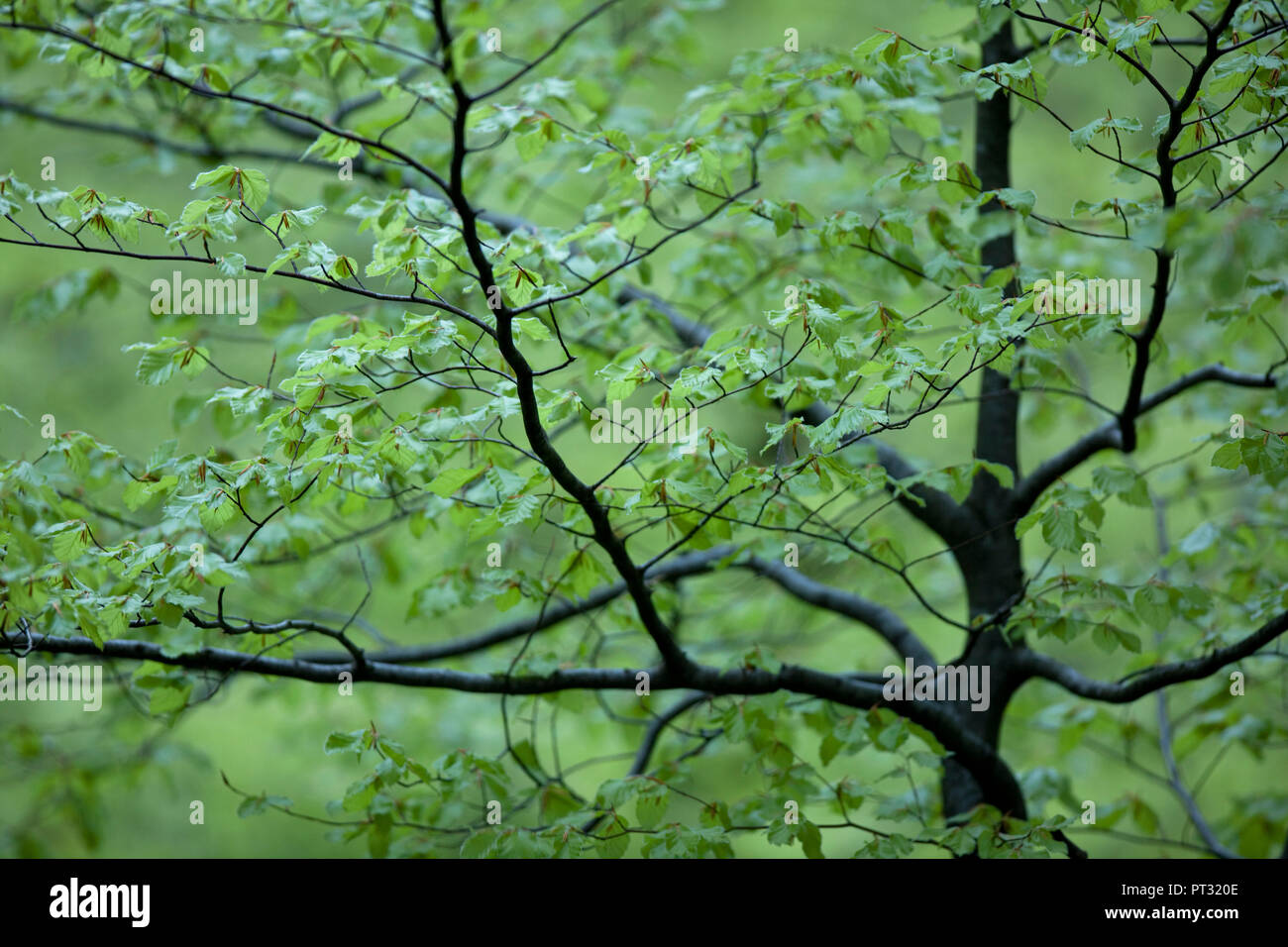 Beech tree with new leaves, close-up Stock Photo