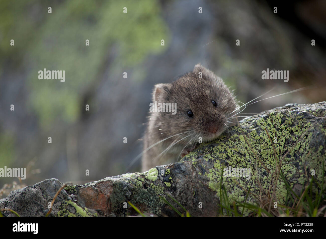 Mouse at Böses Weibl Peak, East Tyrol, Austria Stock Photo