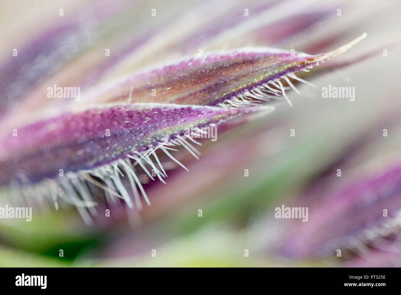 Plant, macro, detail Stock Photo