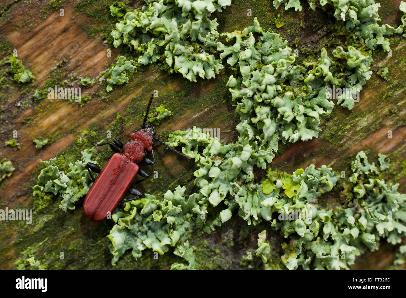Cinnabar flat bark beetle in Kalkalpen National Park, Upper Austria, Austria Stock Photo