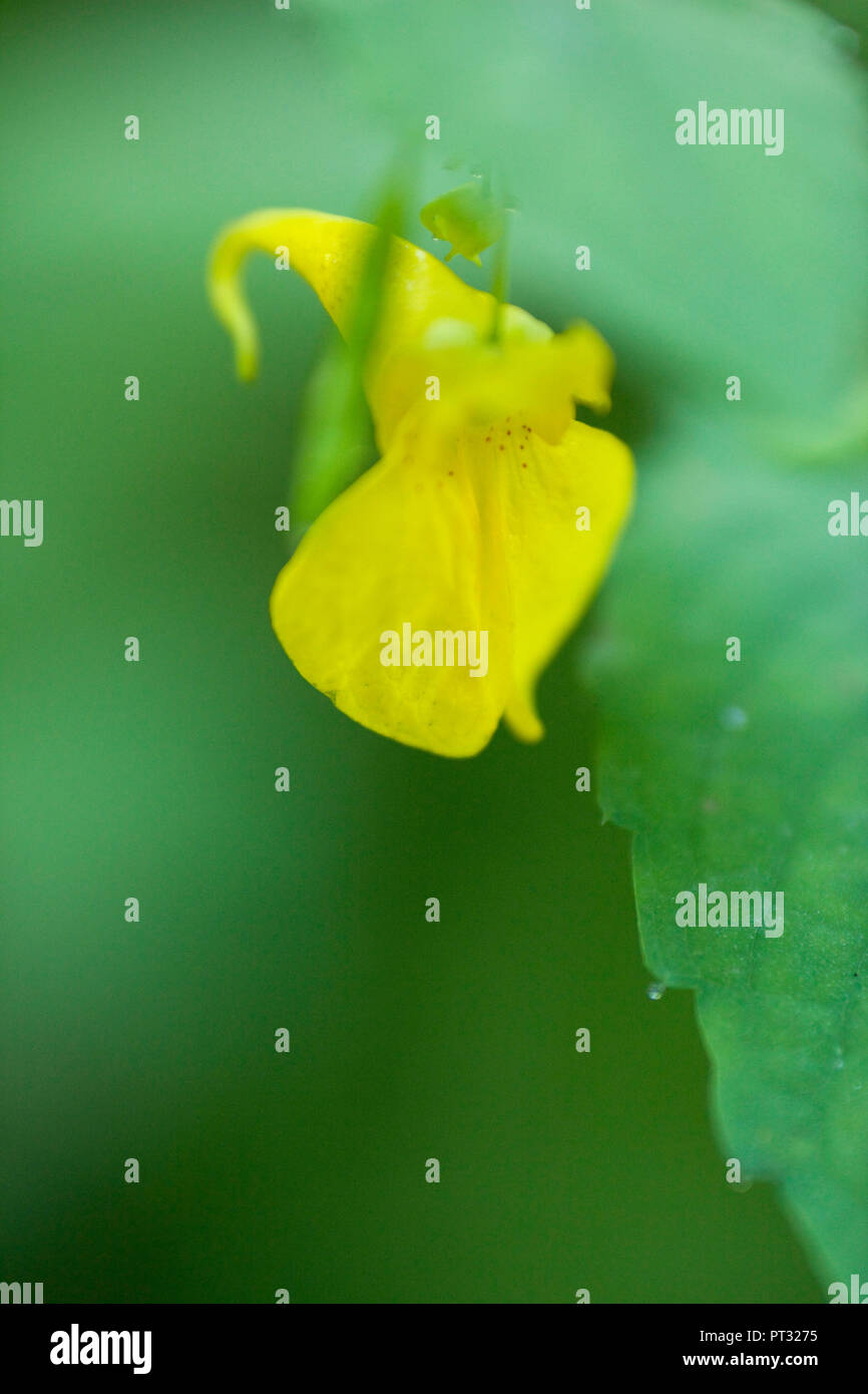 Flowering yellow balsam, Impatiens noli-tangere, close-up Stock Photo