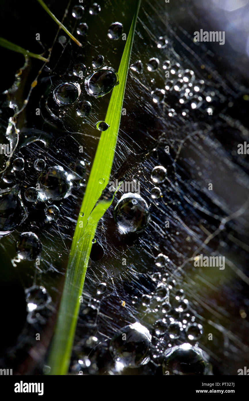 Spider's web with dewdrops, close-up Stock Photo
