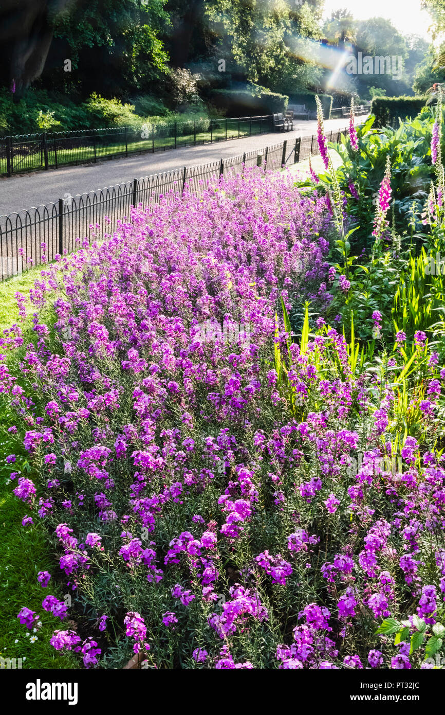 England, London, Kensington, Kensington Gardens, Erysimum Bowles's Mauve Flowers in Bloom Stock Photo