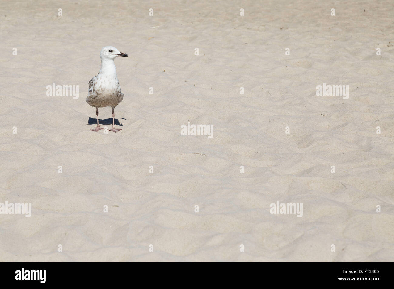 Europe, Poland, West Pomeranian Voivodeship, Kolobrzeg / Kolberg, beach, sea gull Stock Photo